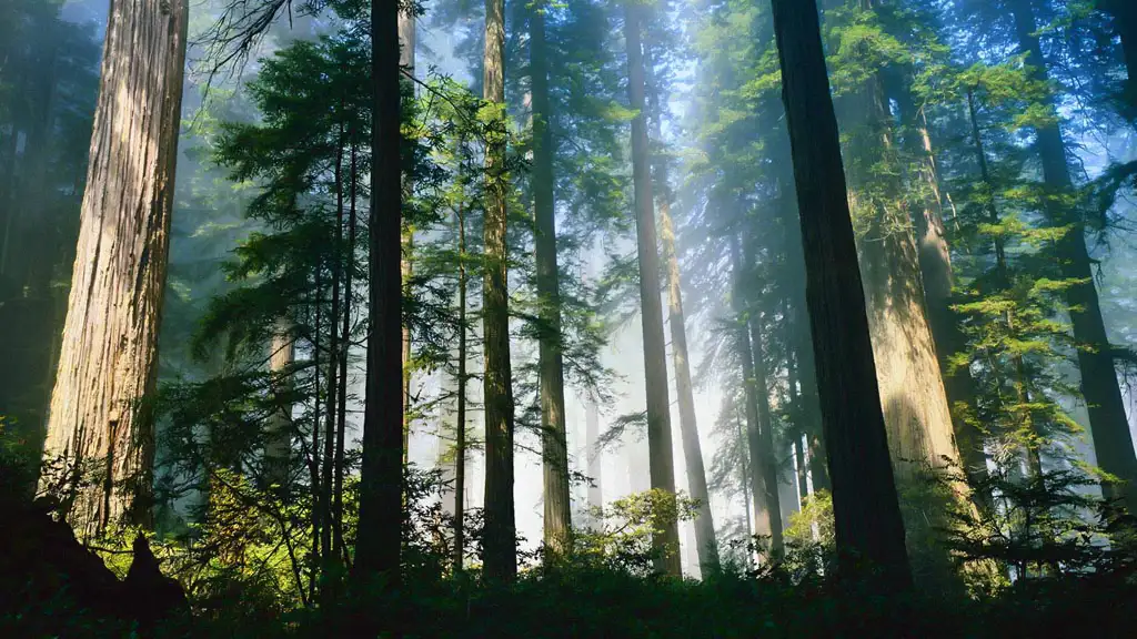 Siberian cedars