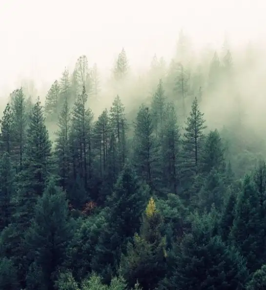 The perks of Siberian taiga wood